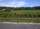 Vignes de Sézanne